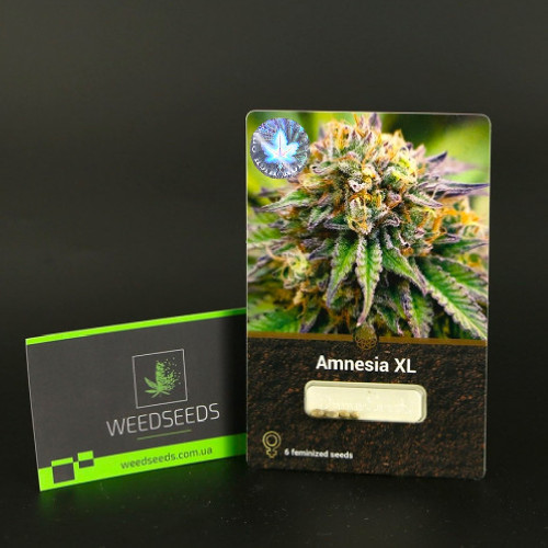 Купить семена автоцветов Amnesia XL с доставкой